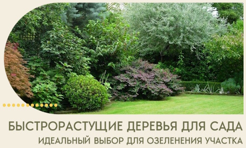 Быстрорастущие деревья для сада идеальный выбор в Воркуте