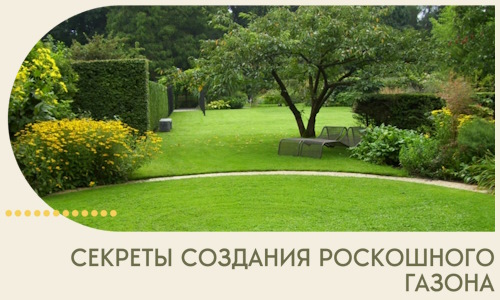 Секреты создания роскошного газона в Воркуте